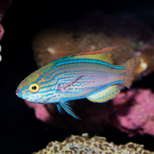 Lineatus Fairy Wrasse Sub Adult/Female