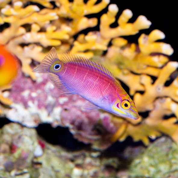 Mystery Wrasse Bonded Pair