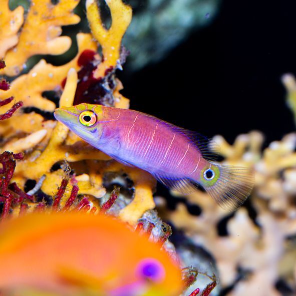 Mystery Wrasse Bonded Pair