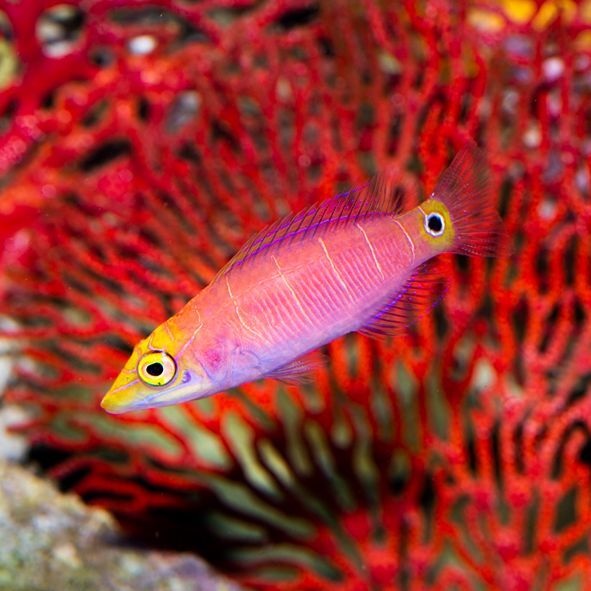 Mystery Wrasse Bonded Pair