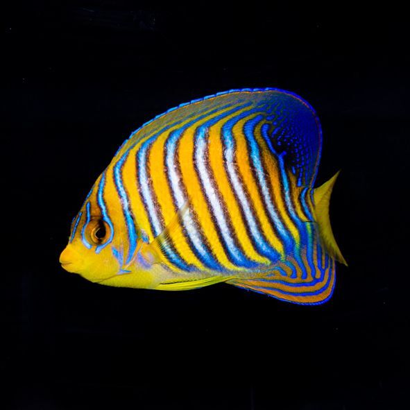 Indian Ocean Yellow Belly Regal Angelfish