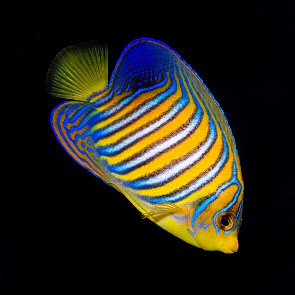 Indian Ocean Yellow Belly Regal Angelfish