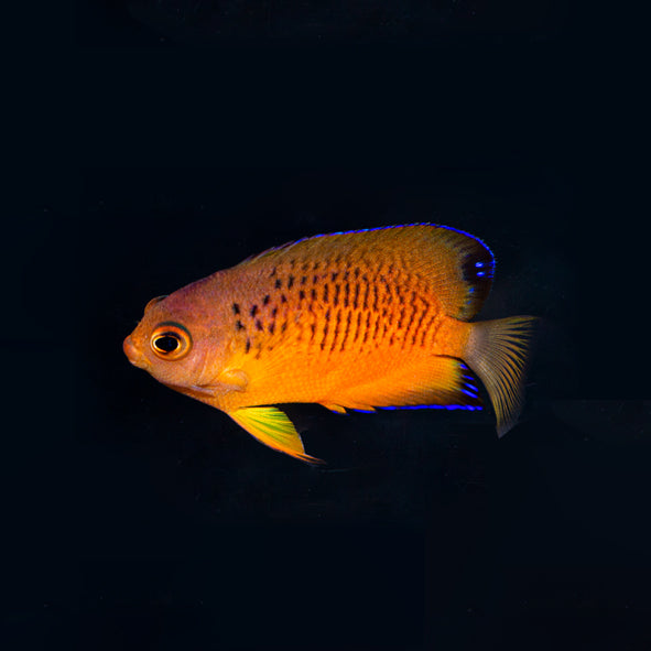 False Shepards Hybrid Angelfish