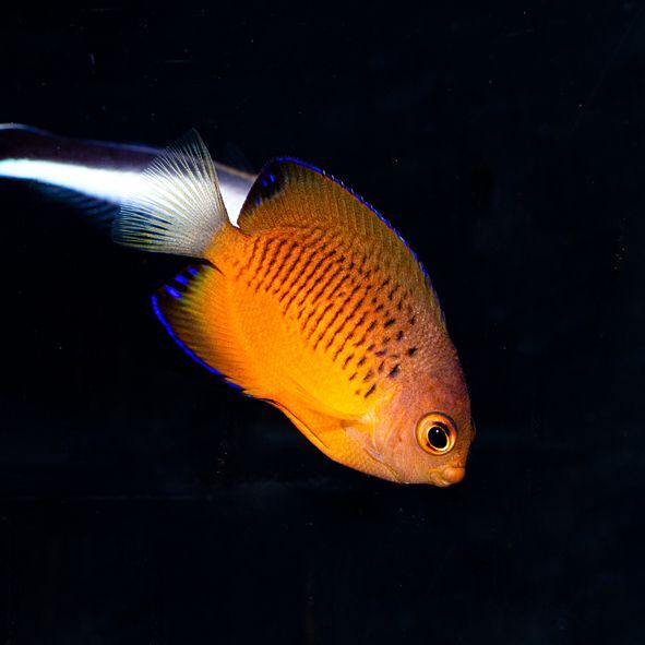 False Shepards Hybrid Angelfish