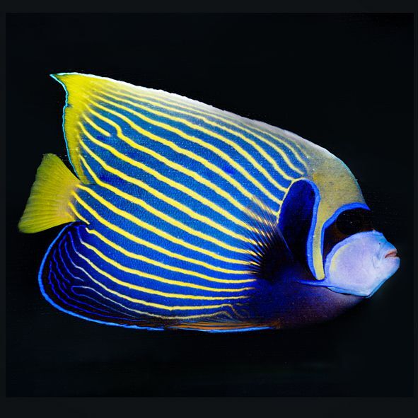 Emperor Angelfish