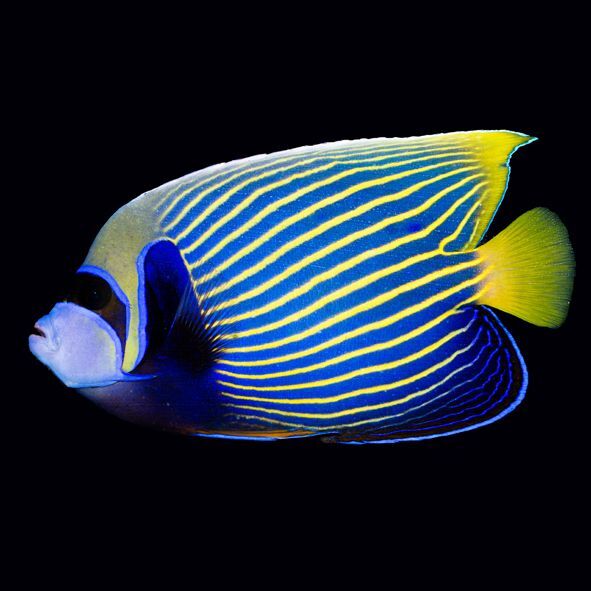 Emperor Angelfish