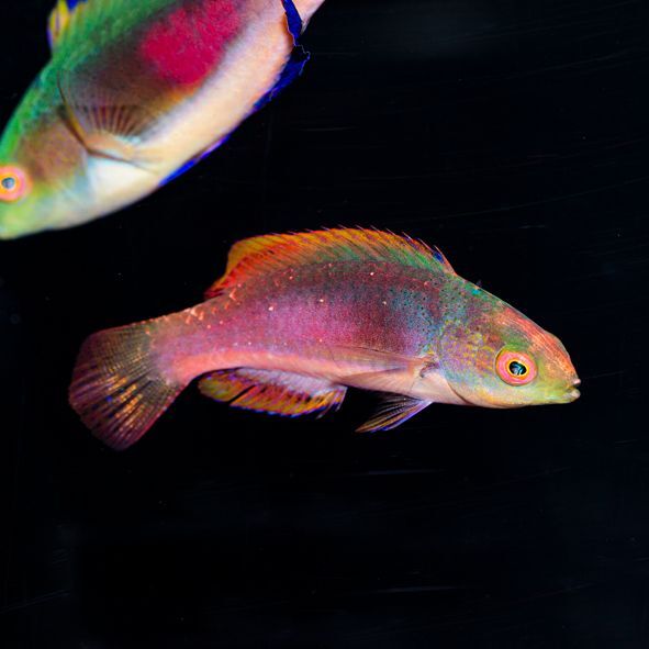 Scott's Velvet Fairy Wrasse Initial Phase