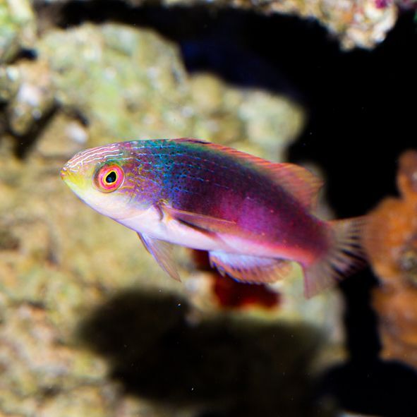 Scott's Velvet Fairy Wrasse Initial Phase