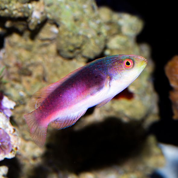 Scott's Velvet Fairy Wrasse Initial Phase