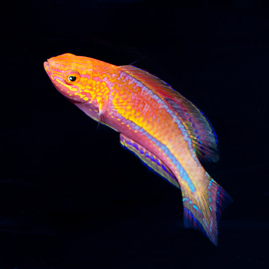 Splendid Pintail Fairy Wrasse