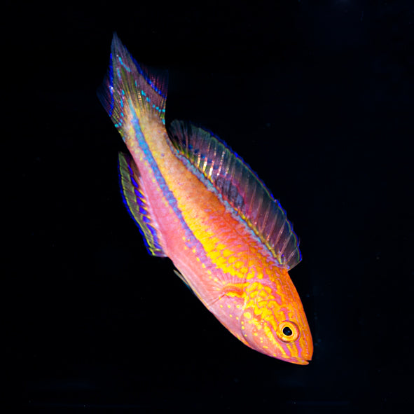 Splendid Pintail Fairy Wrasse