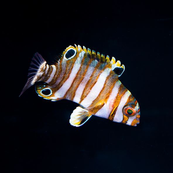 Harlequin Tusk Juvenile