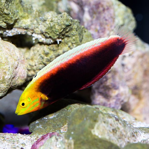 Radiant Wrasse