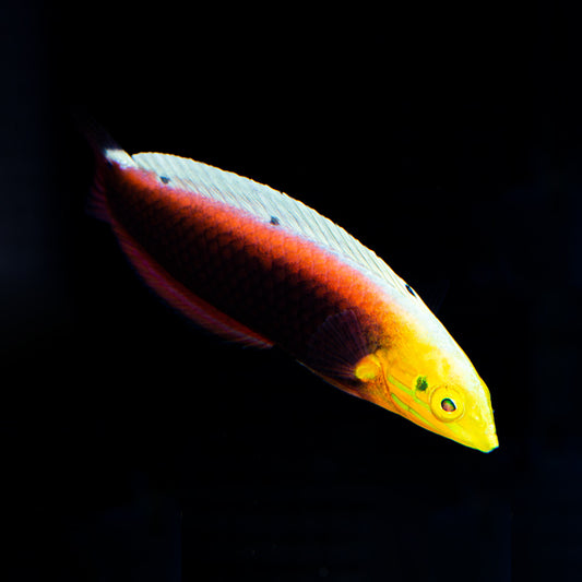 Radiant Wrasse