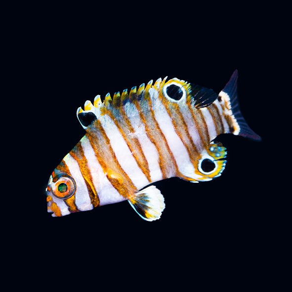 Harlequin Tusk Juvenile