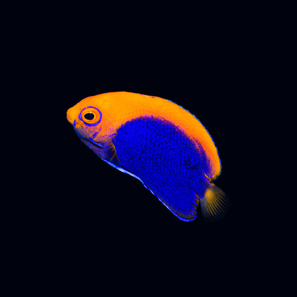 Orange Back Pygmy Angelfish