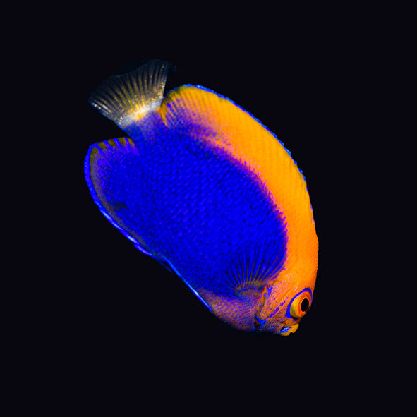 Orange Back Pygmy Angelfish