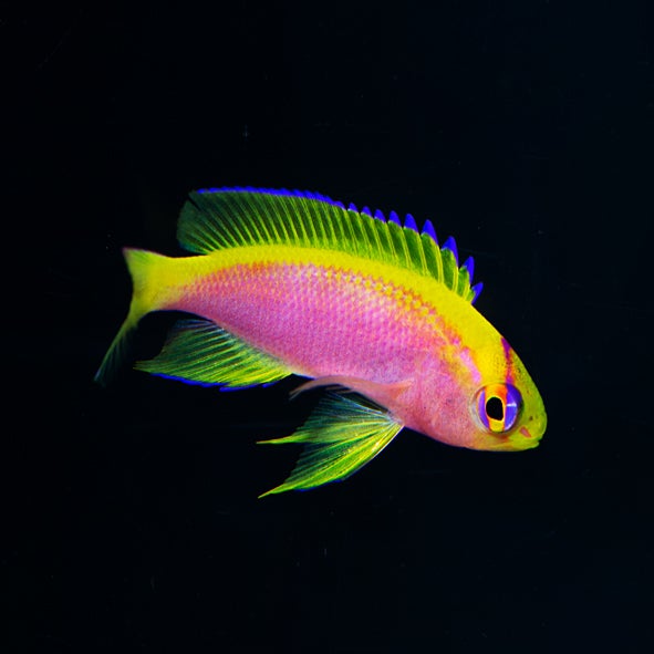 Japanese Ventralis Anthias Female