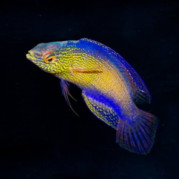 Golden Rhomboid Fairy Wrasse Terminal Phase