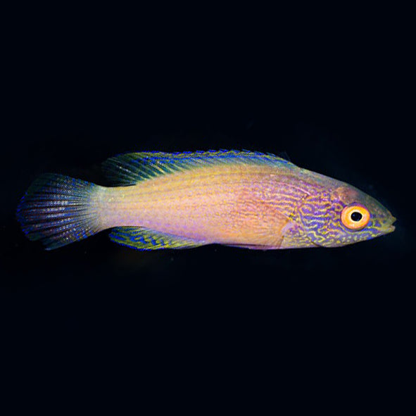 Golden Rhomboid Fairy Wrasse Sub-Adult/Female