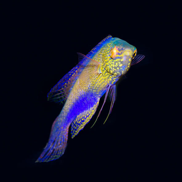 Golden Rhomboid Fairy Wrasse Terminal Phase