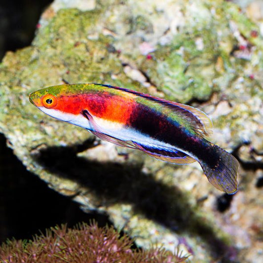 Katherine's Fairy Wrasse