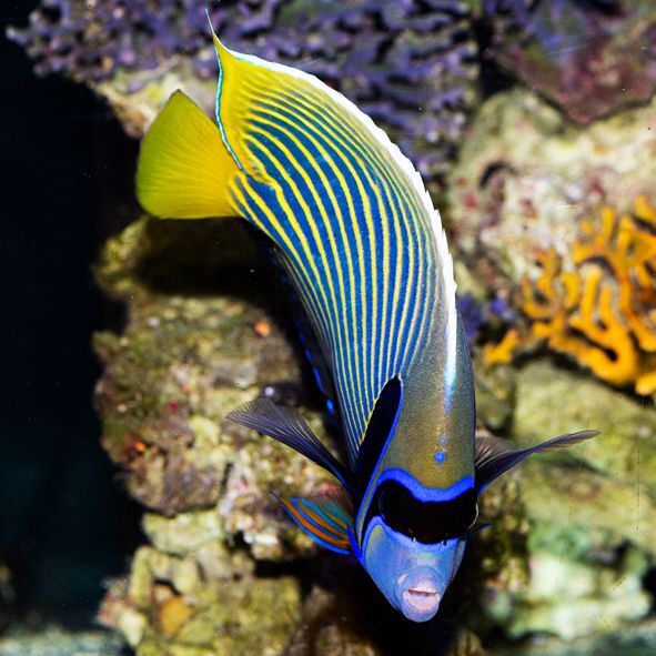 Emperor Angelfish