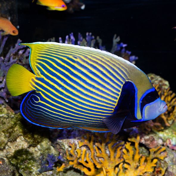 Emperor Angelfish