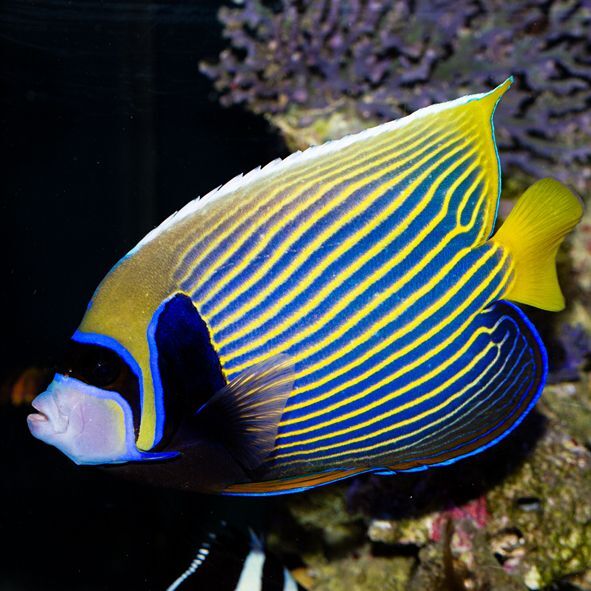 Emperor Angelfish