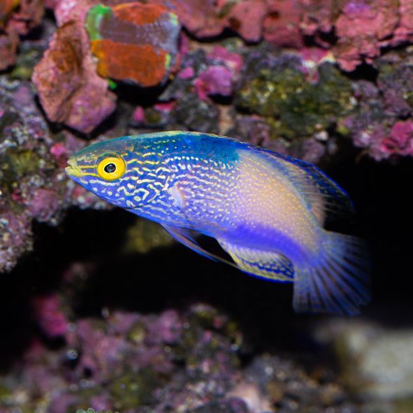 Golden Rhomboid Fairy Wrasse Terminal Phase