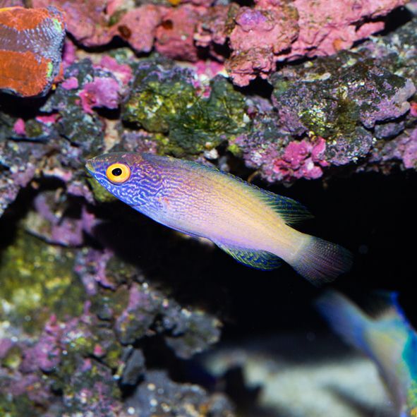 Golden Rhomboid Fairy Wrasse Sub-Adult/Female