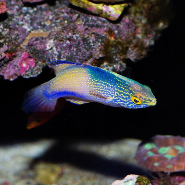 Golden Rhomboid Fairy Wrasse Terminal Phase