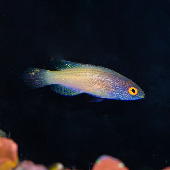 Golden Rhomboid Fairy Wrasse Sub-Adult/Female