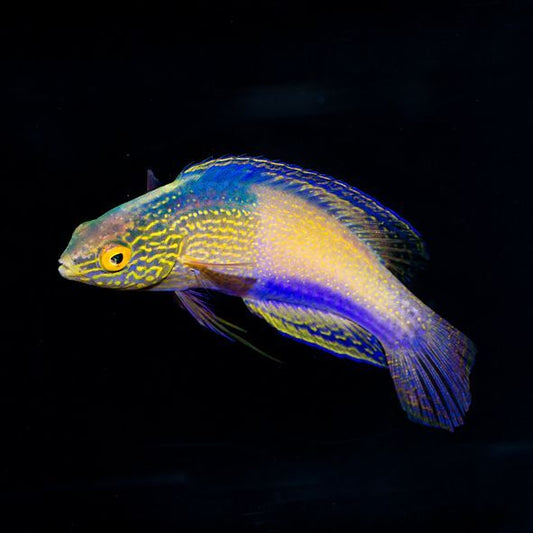 Golden Rhomboid Fairy Wrasse Terminal Phase