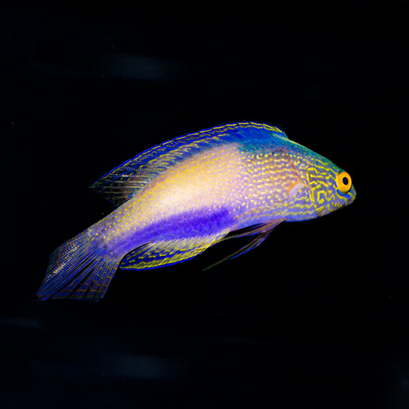 Golden Rhomboid Fairy Wrasse Terminal Phase