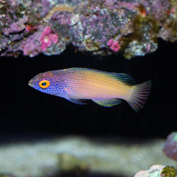 Golden Rhomboid Fairy Wrasse Sub-Adult/Female