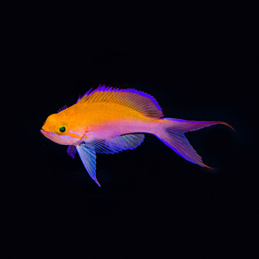 Bicolor Anthias