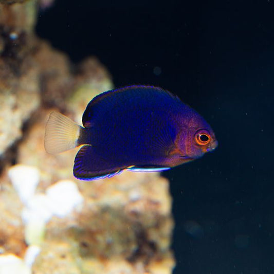 Yellowtail Pygmy Angelfish