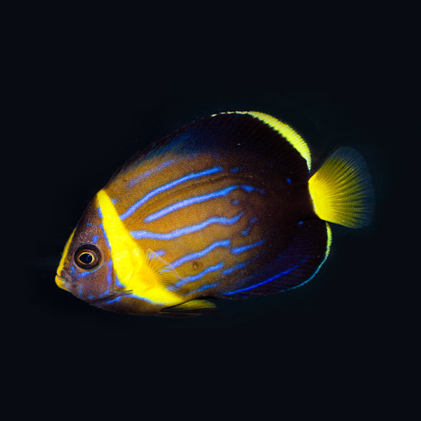 Blue Line Angelfish