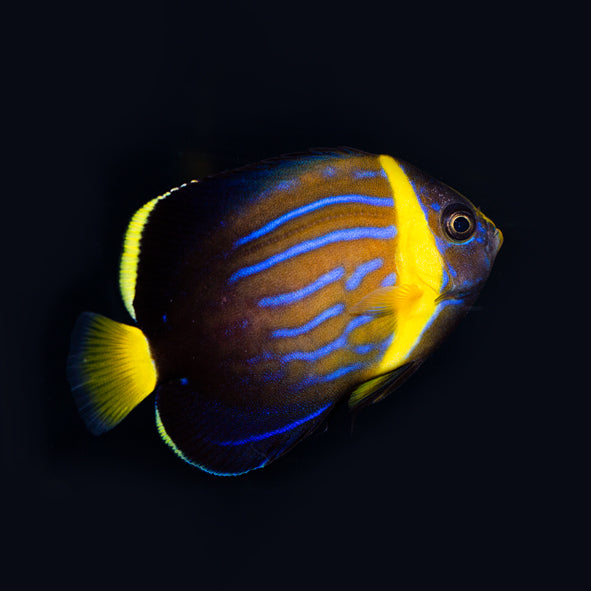 Blue Line Angelfish