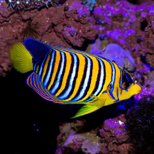 True Red Sea Regal Angelfish