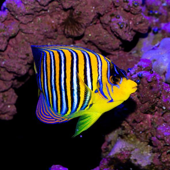 True Red Sea Regal Angelfish