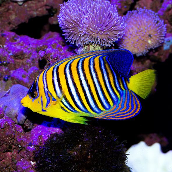 True Red Sea Regal Angelfish