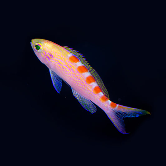 Red Saddle Anthias