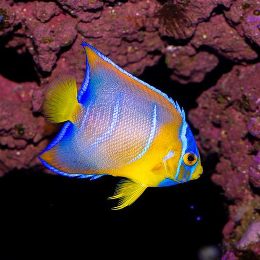 Queen Angelfish Juvenile