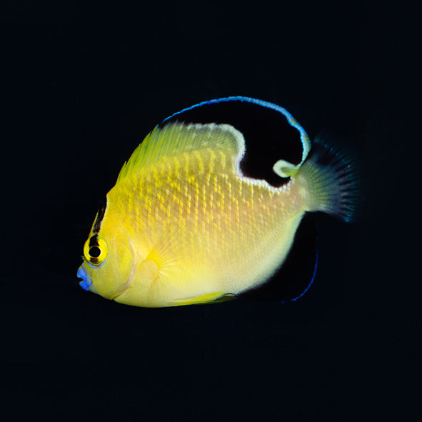 Captive Bred Goldflake Angelfish Adult (BA)