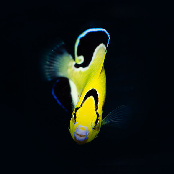 Captive Bred Goldflake Angelfish Adult (BA)