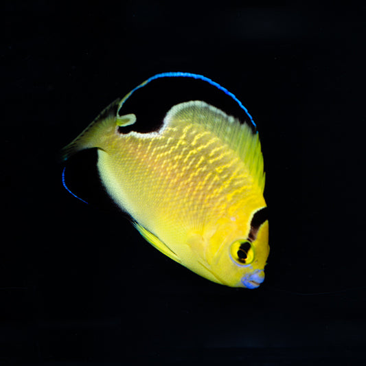 Captive Bred Goldflake Angelfish Adult (BA)