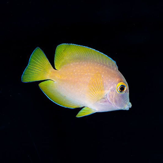 Indian Gold Ring Bristletooth Tang