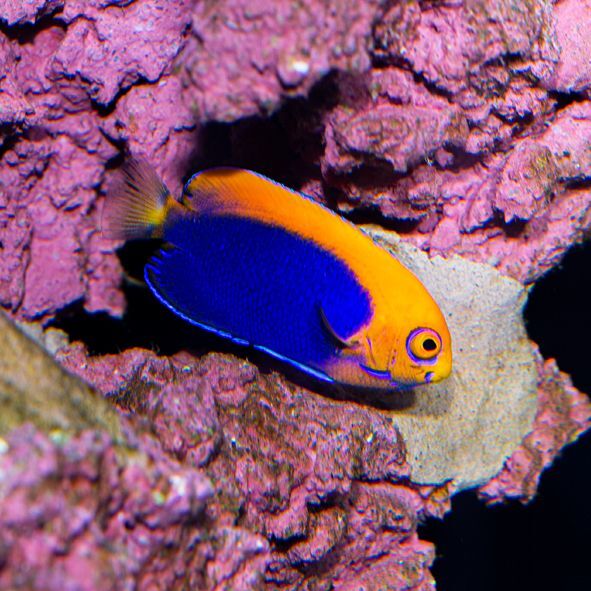 Orange Back Pygmy Angelfish